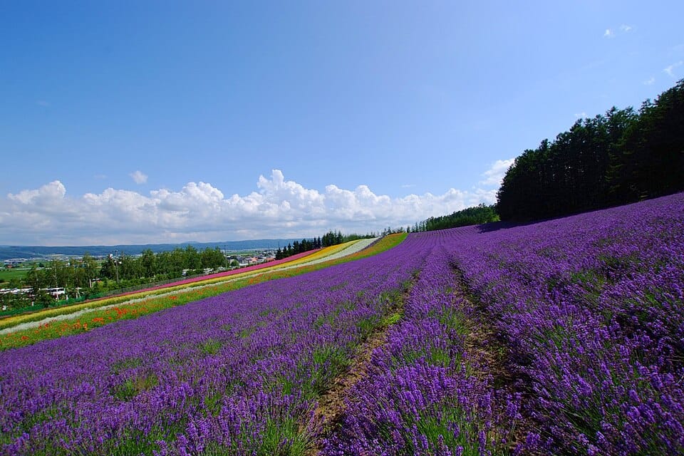 เที่ยวญี่ปุ่นหน้าร้อน ชมทุ่งดอกไม้ที่ Farm Tomita ฟุราโนะ ฮอกไกโด